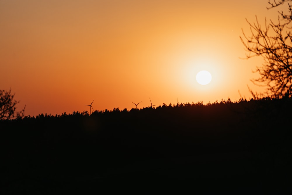 silhouette d’herbe au coucher du soleil