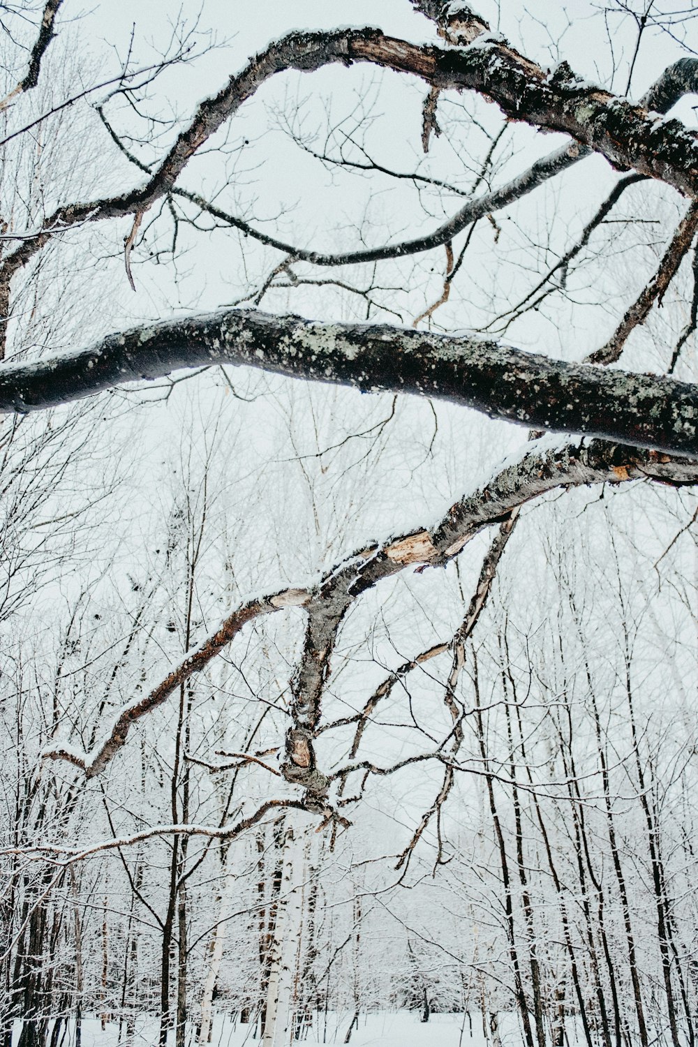 brown leafless tree during daytime