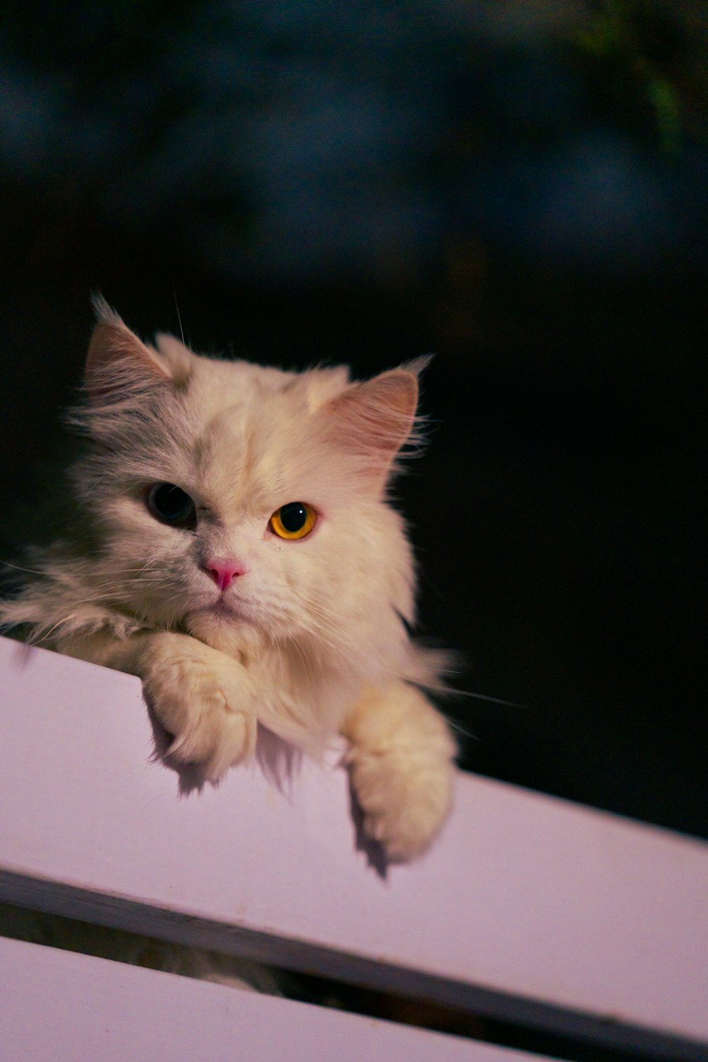 white cat on black surface