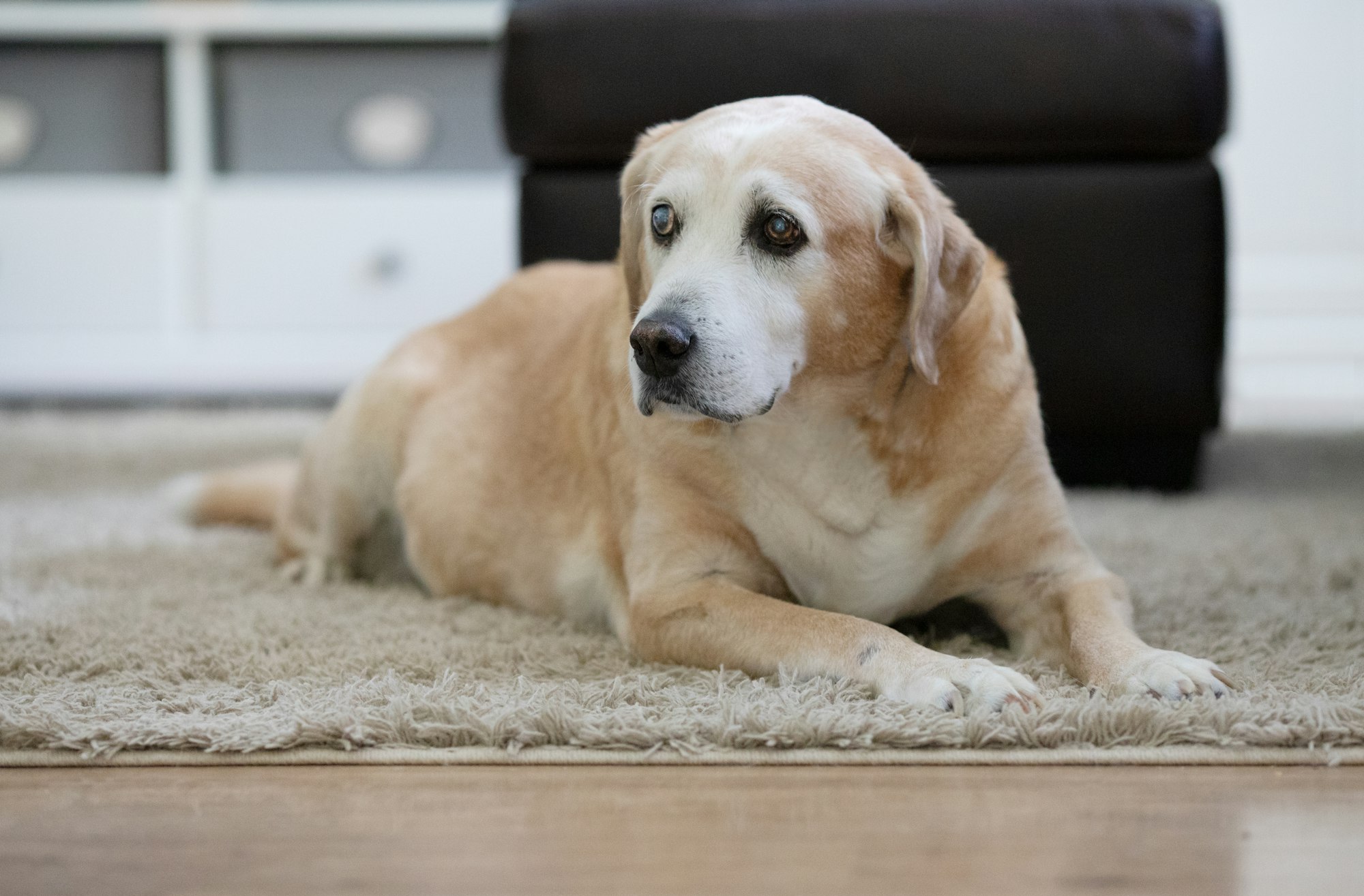A senior labrador dog sitting in a brightly lit home