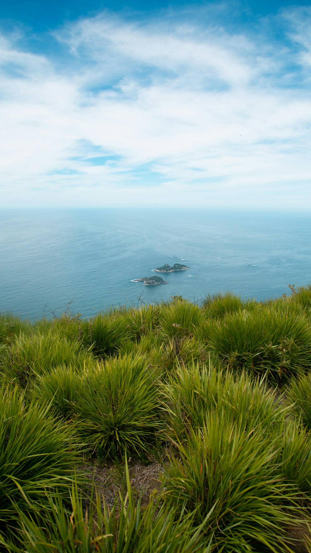 green grass on the sea shore during daytime