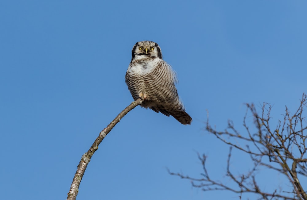 white and brown owl on brown tree branch during daytime