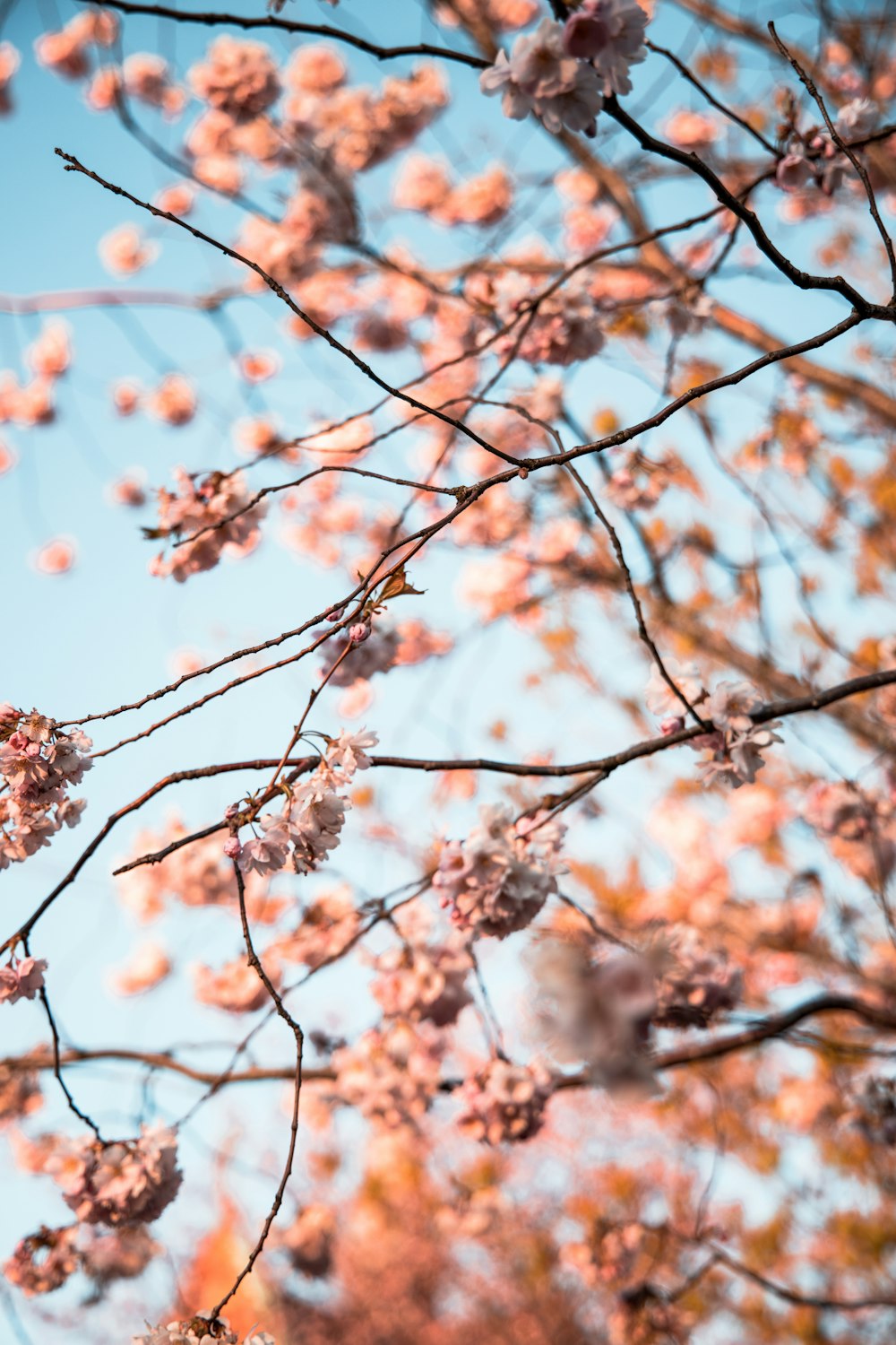 albero di ciliegio bianco in fiore durante il giorno
