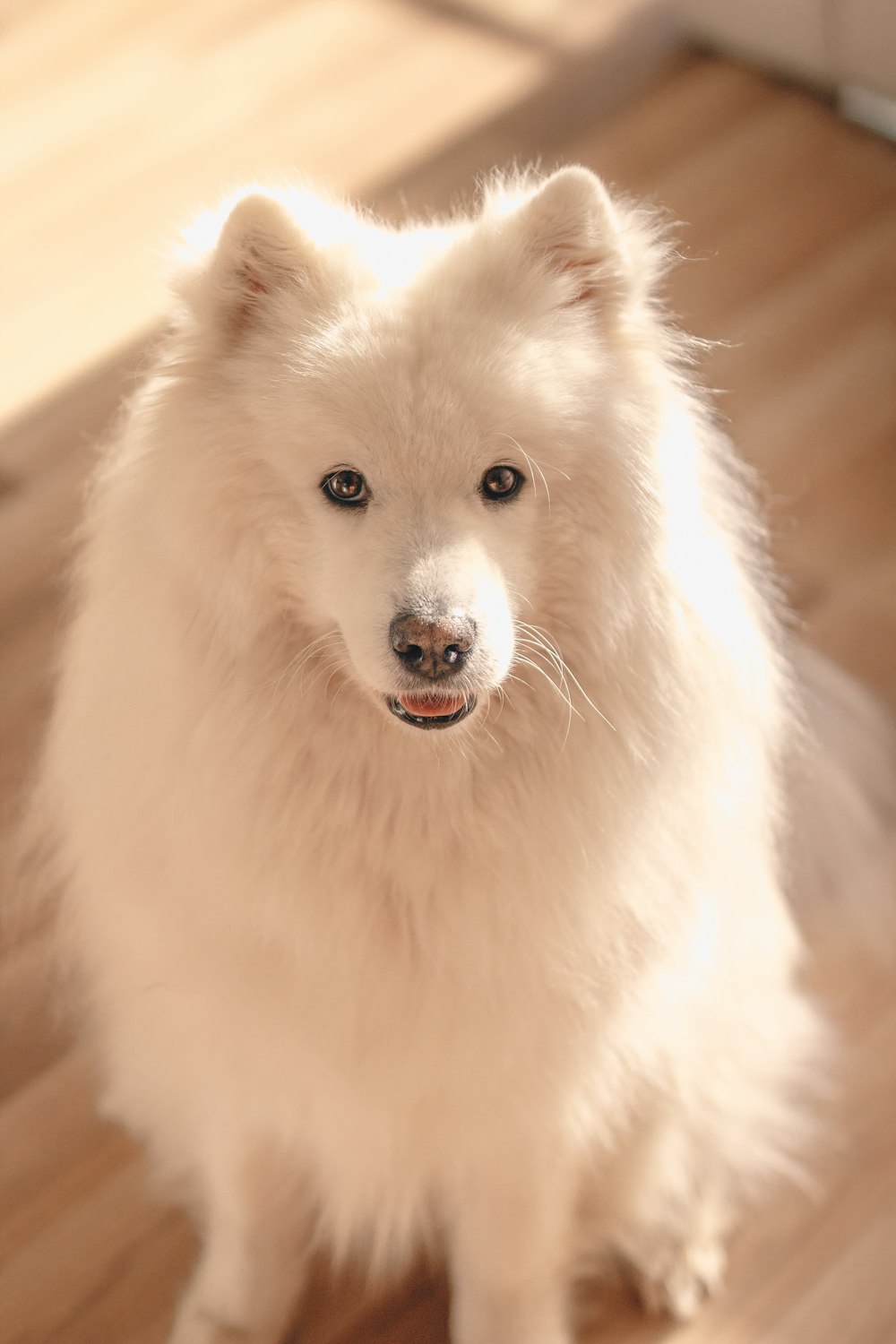 white long coated dog with blue eyes