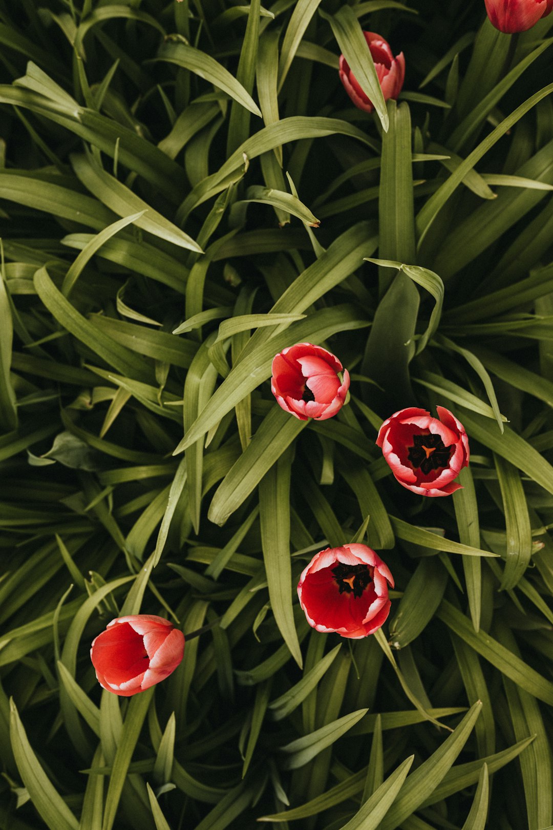 red roses on green grass