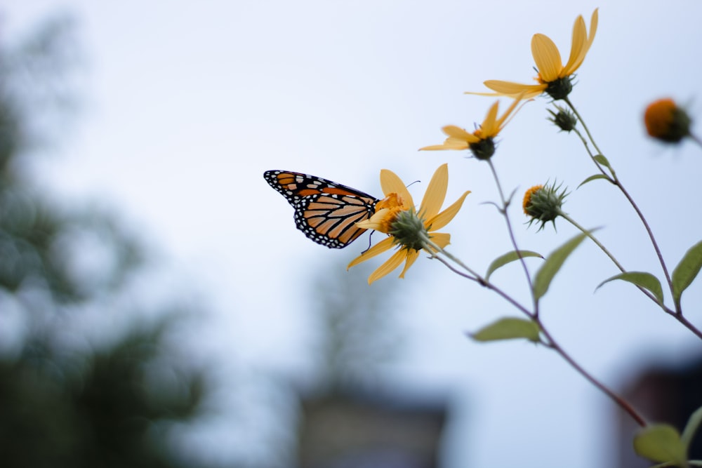 brown and black butterfly on yellow flower