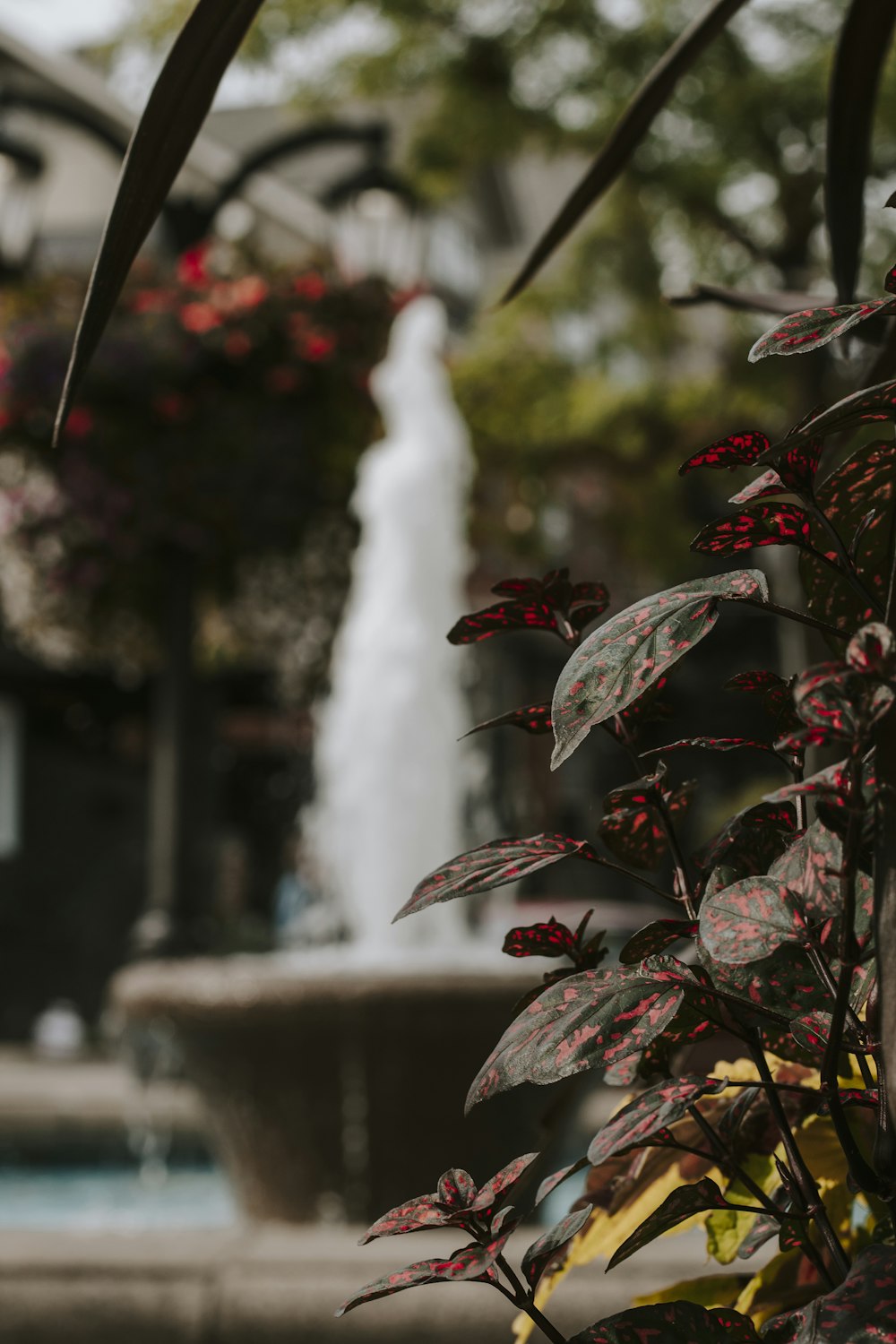 red and green leaves with water fountain in the distance