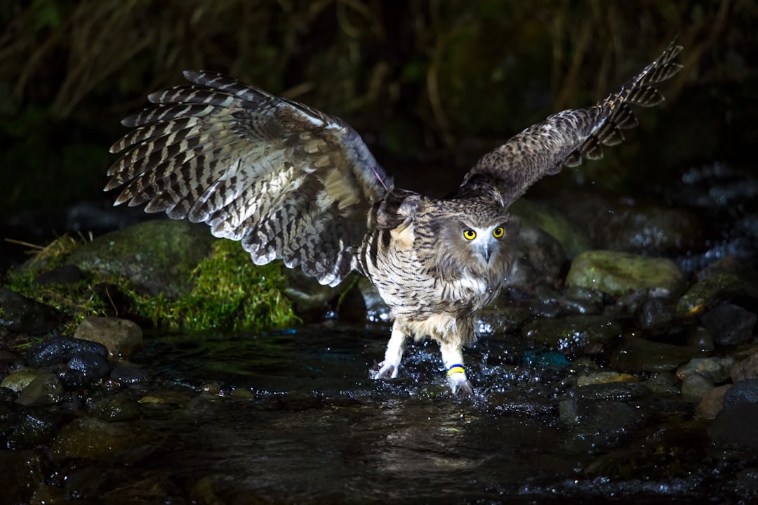 white and black owl flying over water