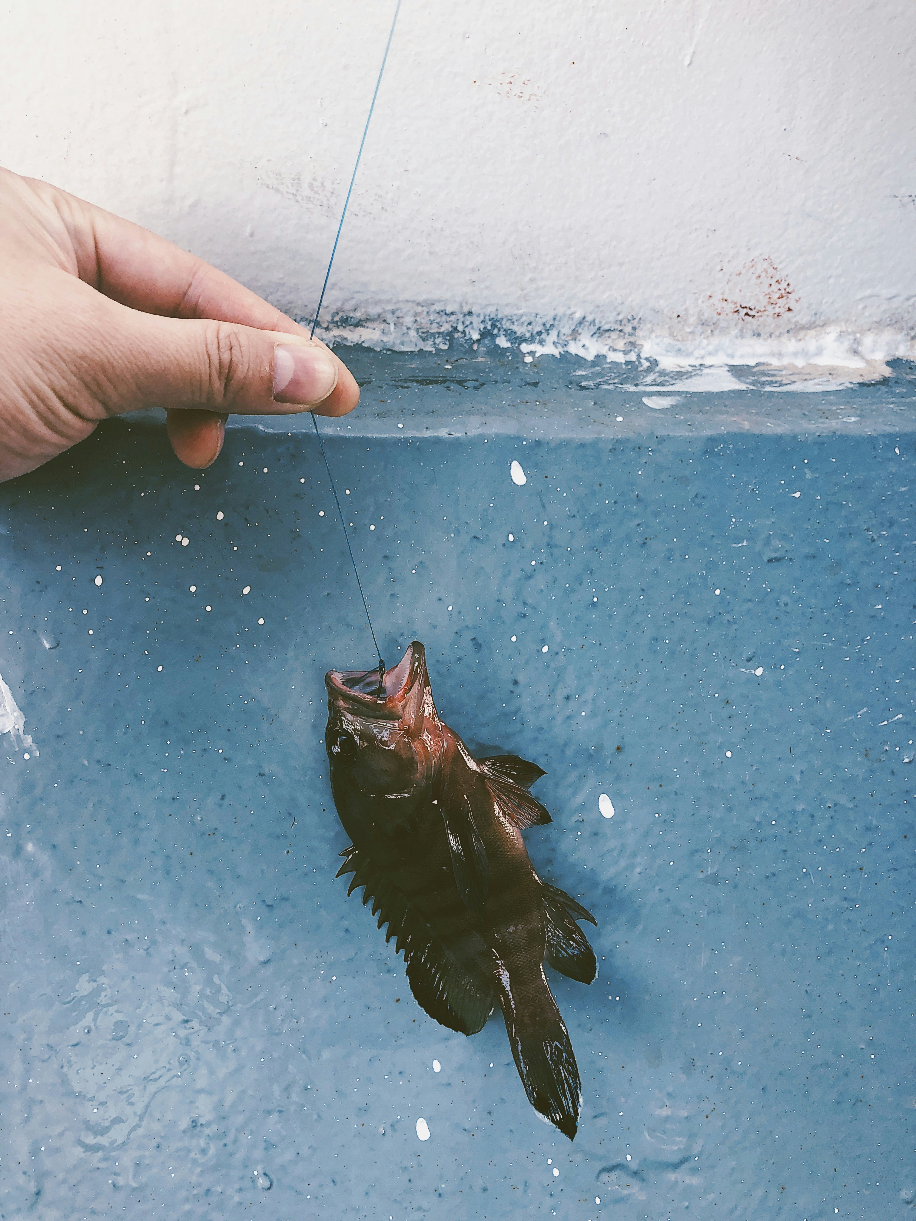 orang yang memegang ikan hitam dan coklat
