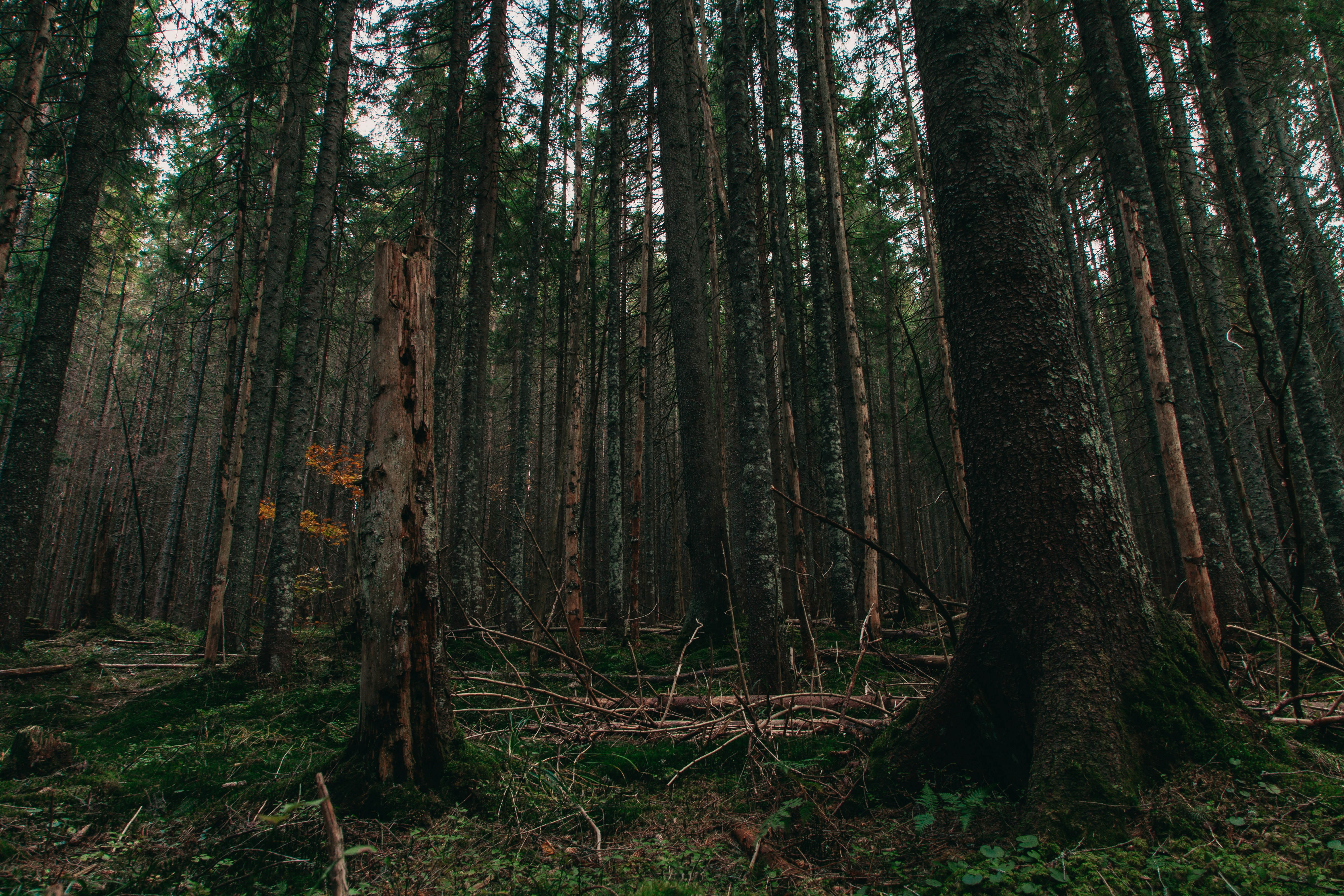 Photo by deni_eliash