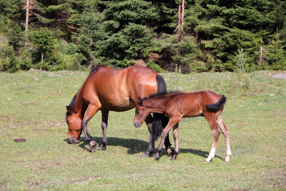 brown horse eating grass on green grass field during daytime