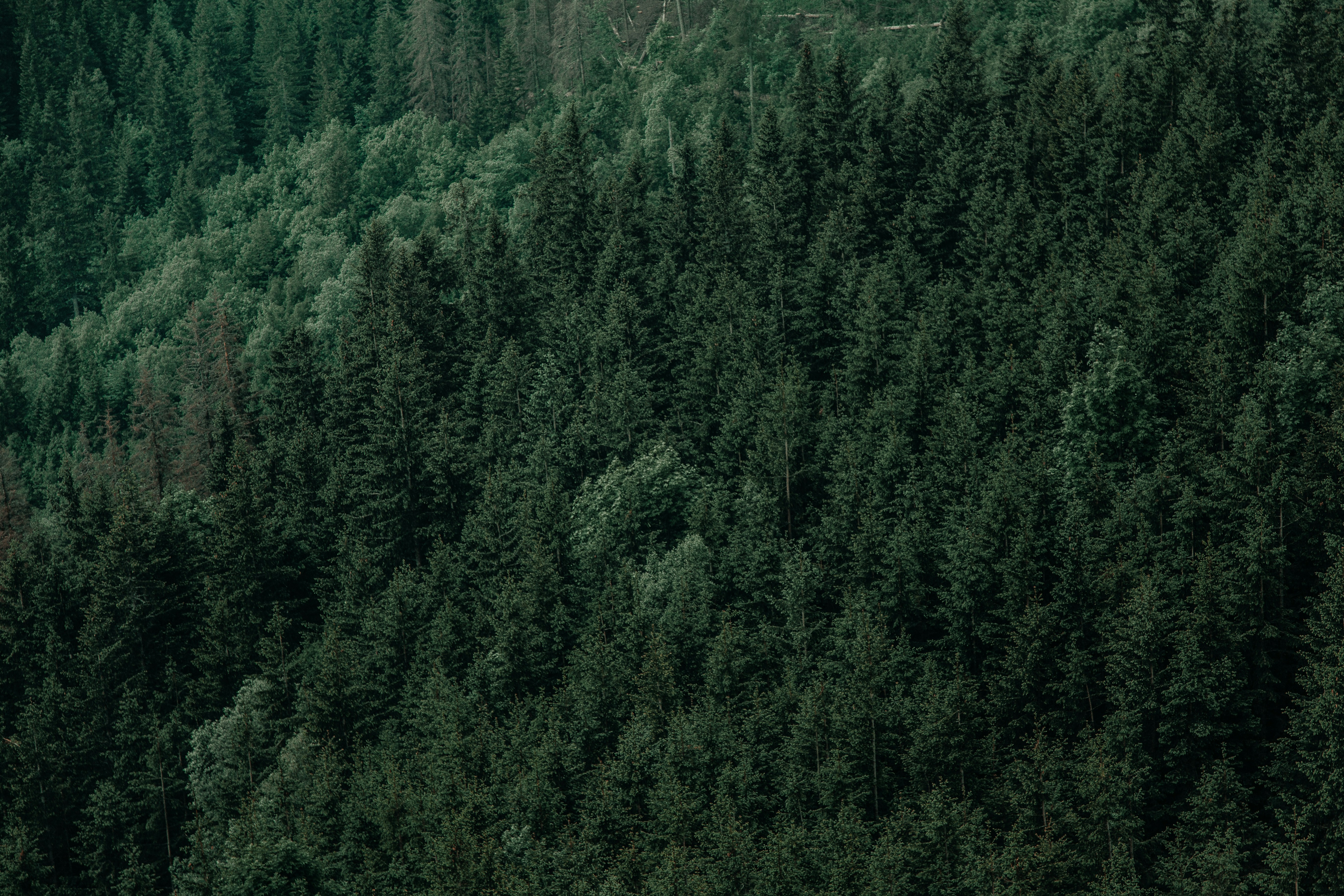 Photo by deni_eliash