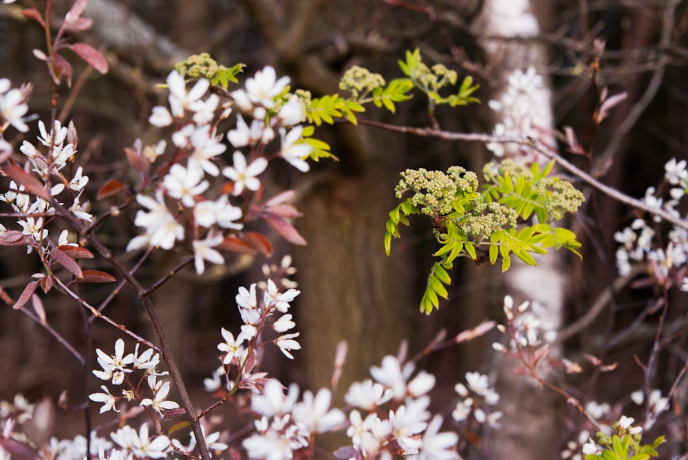 茶色の木の枝に白い花を咲かせる