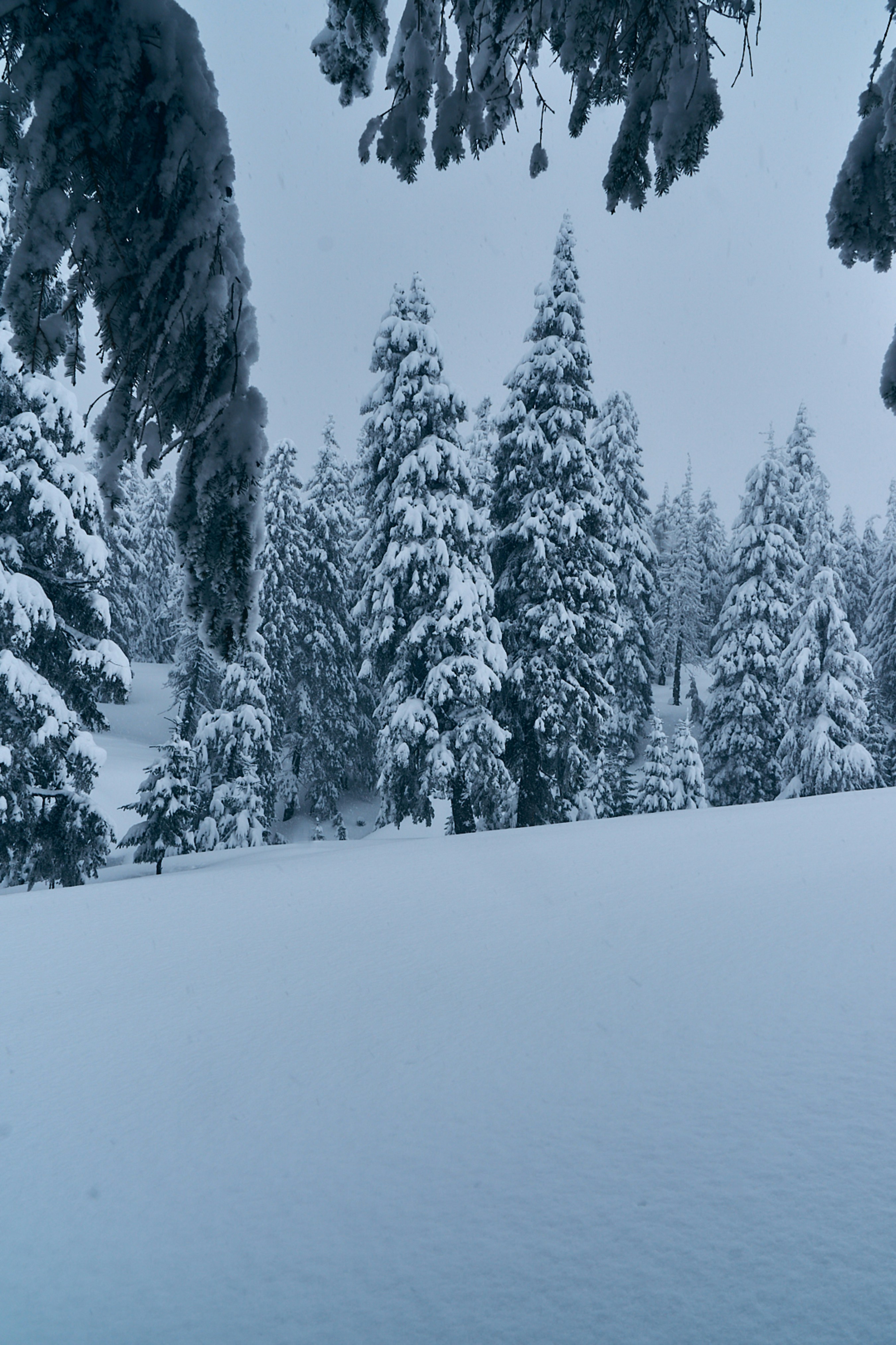 Photo by deni_eliash