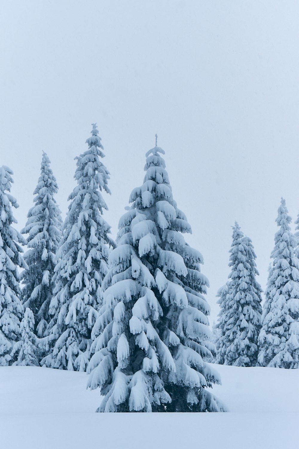 pine trees covered with snow