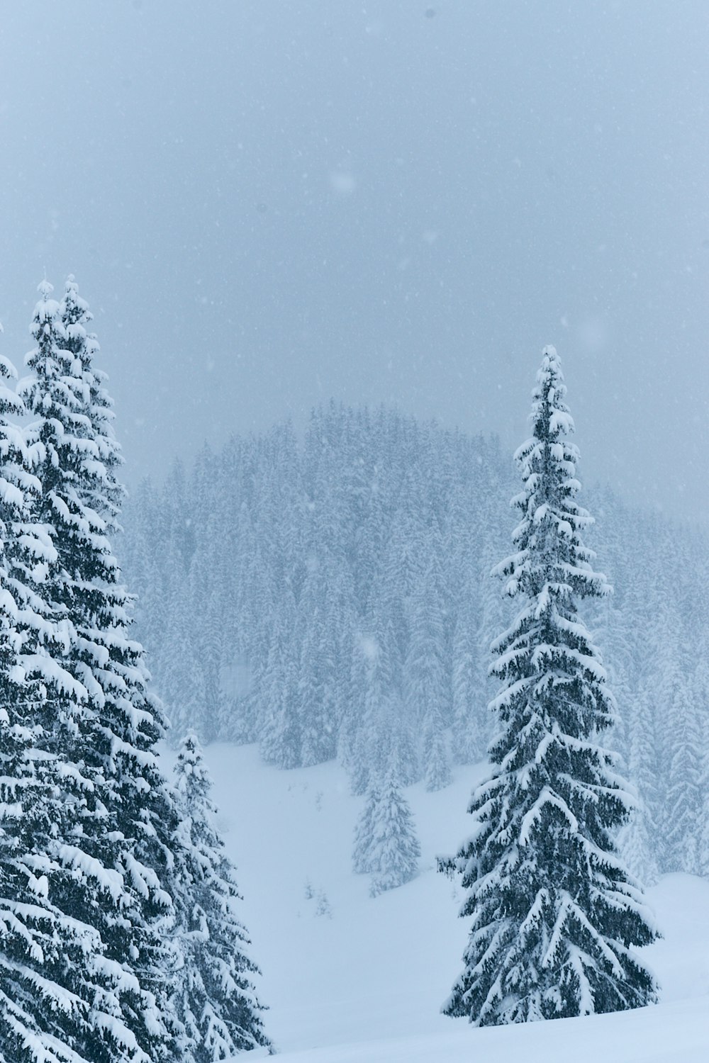 pine trees covered with snow