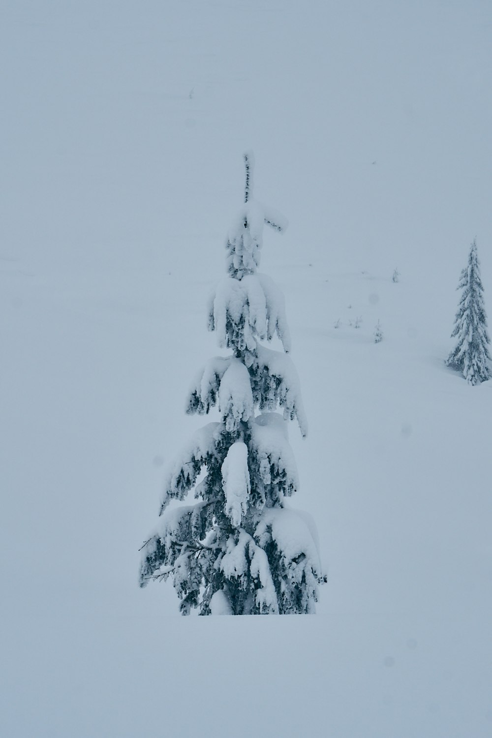 pine tree covered with snow