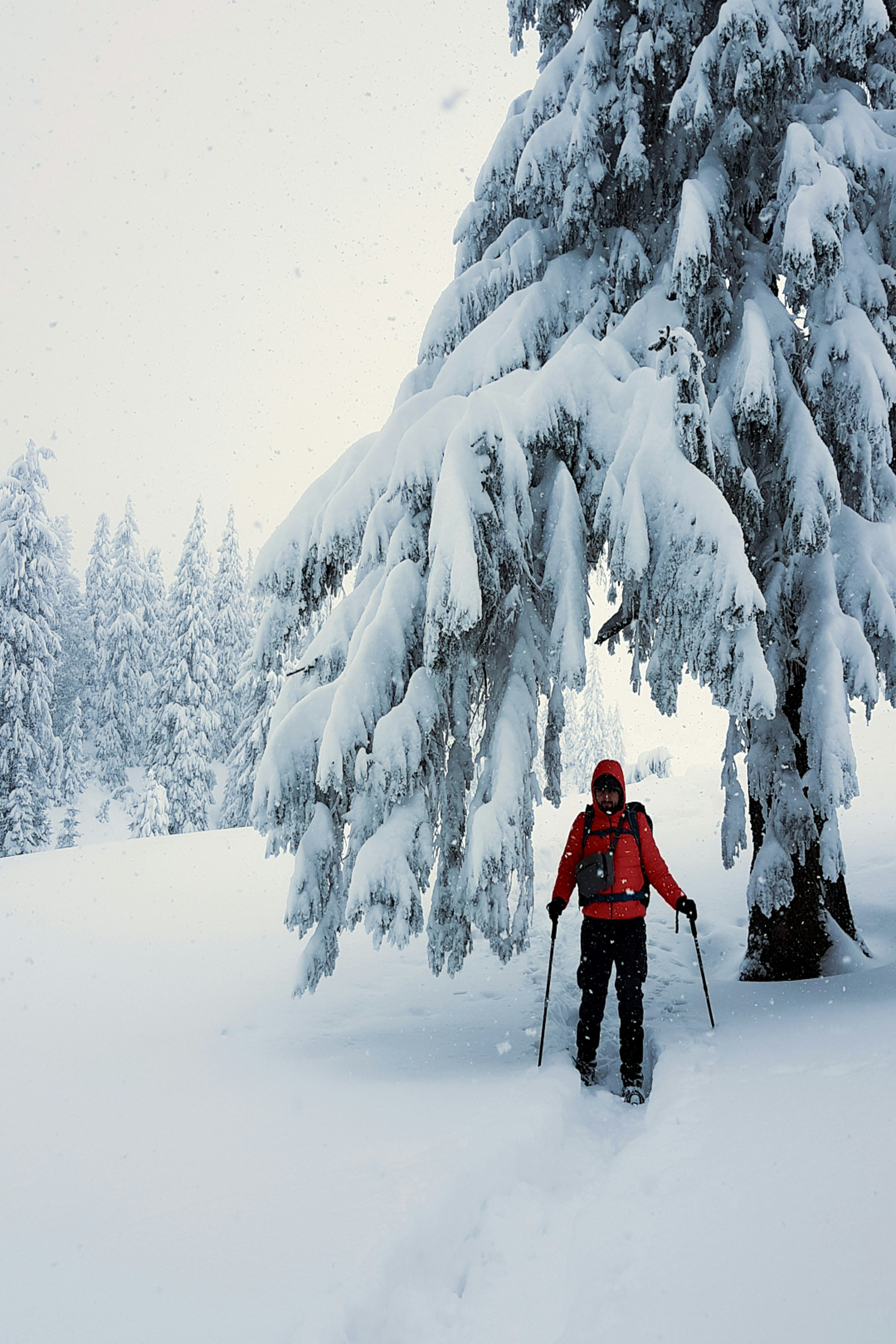 Photo by deni_eliash