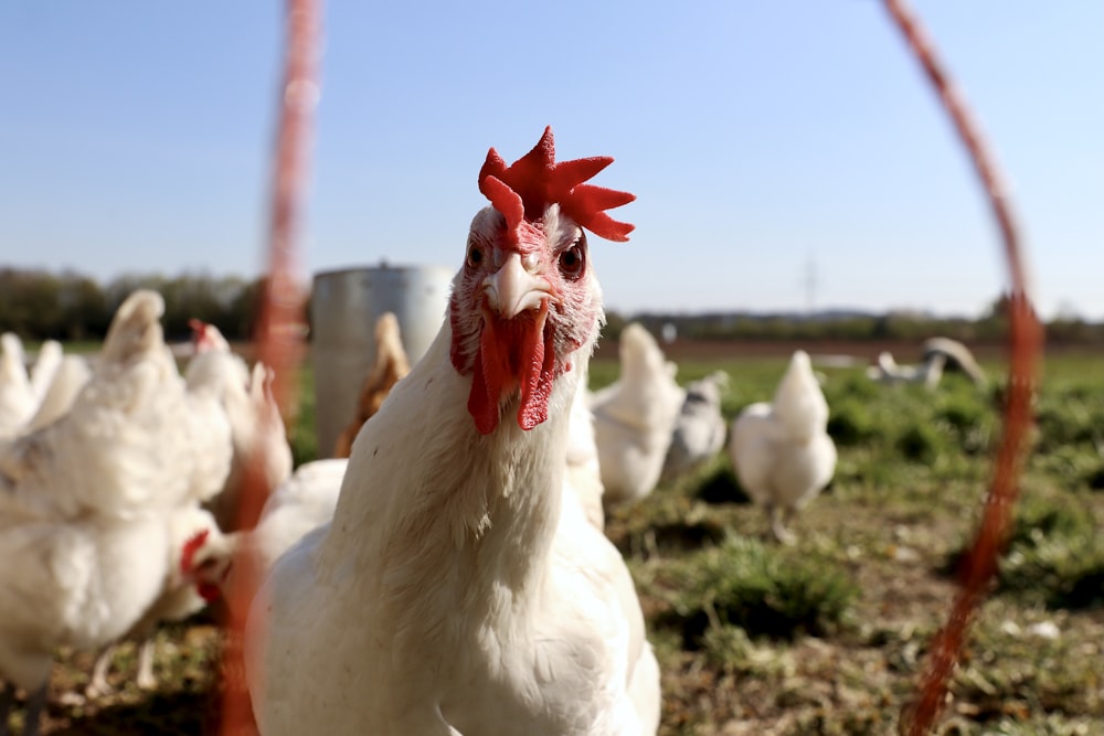 troupeau de coqs blancs et rouges sur un champ d’herbe verte pendant la journée