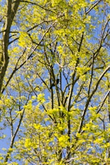 Volunteers planting trees together under a clear sky, symbolizing growth and community.