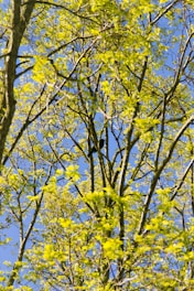 A vibrant photo of neem, peepal, and bargad trees intertwined under a clear blue sky in an Indian village.