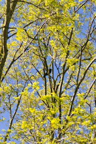 A vibrant community event with people planting trees under a clear blue sky, symbolizing ecological commitment.
