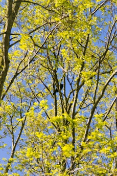 A vibrant community planting trees together under a bright sky.
