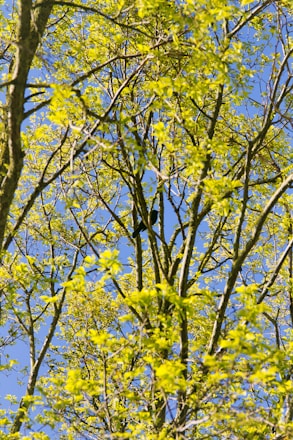 A vibrant photo of neem, peepal, and bargad trees intertwined under a clear blue sky in an Indian village.