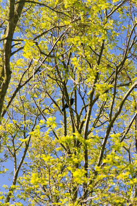 Community members planting trees together under a bright sky, embodying hope and renewal.
