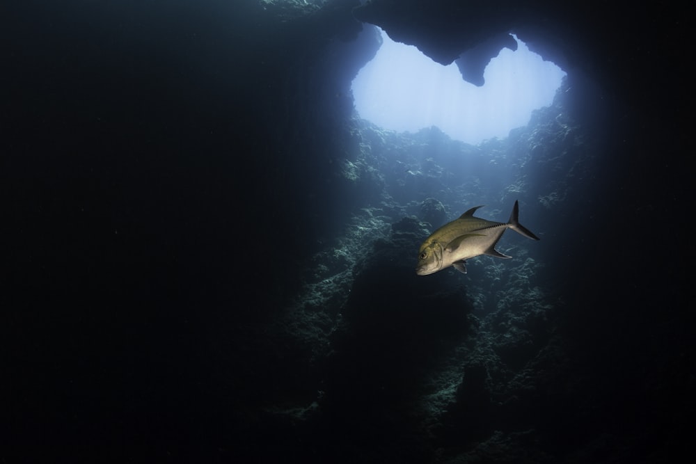 pesce bianco e nero in acqua