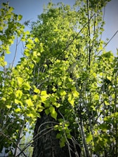 A flourishing tree symbolizing growth and opportunity.