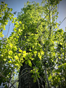 A flourishing tree symbolizing steady growth and resilience.