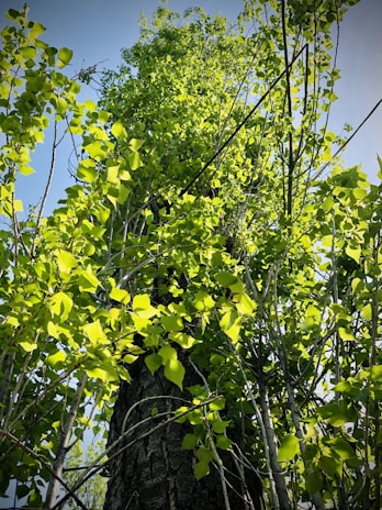 A flourishing tree symbolizing growth and opportunity.