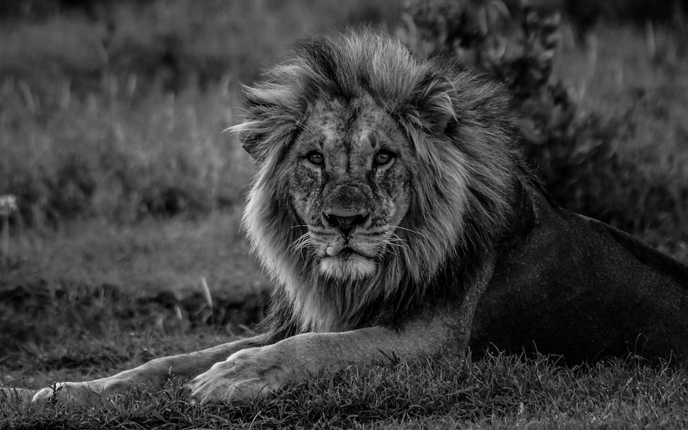lion lying on grass field in grayscale photography