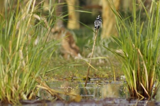 black and white butterfly on green grass during daytime