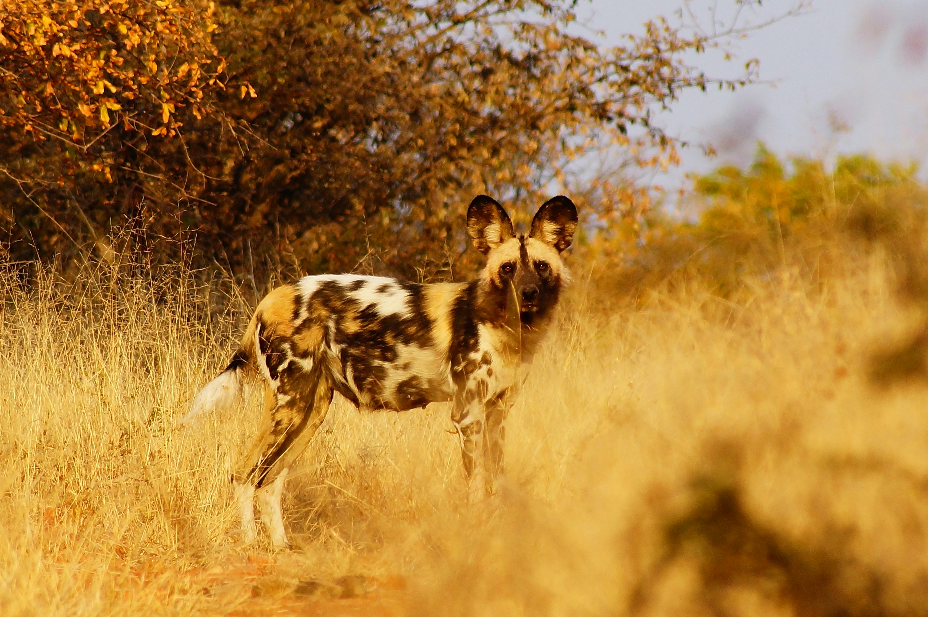 Wild Dog Valley, South Australia