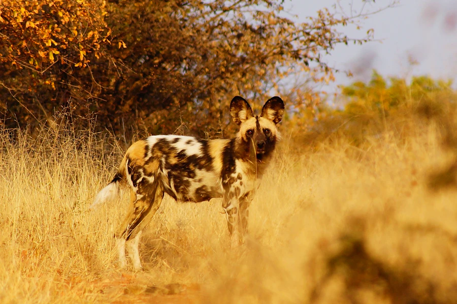 An African wild dog in golden grass