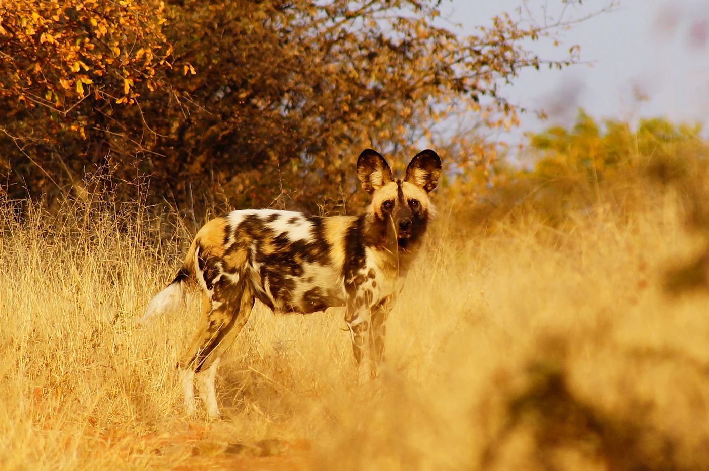 An African wild dog in golden grass