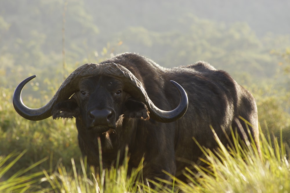 black water buffalo on green grass field during daytime