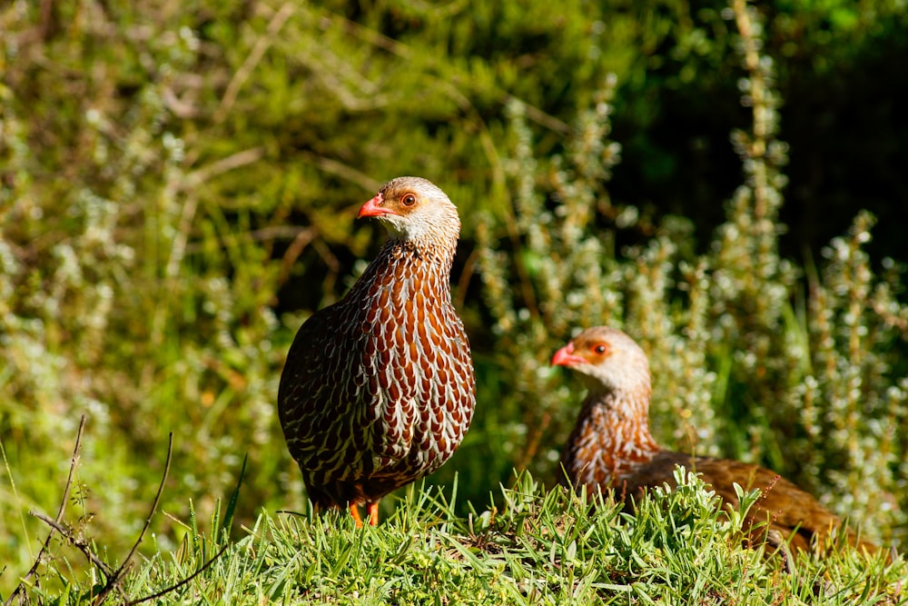 brown and white chick on green grass during daytime