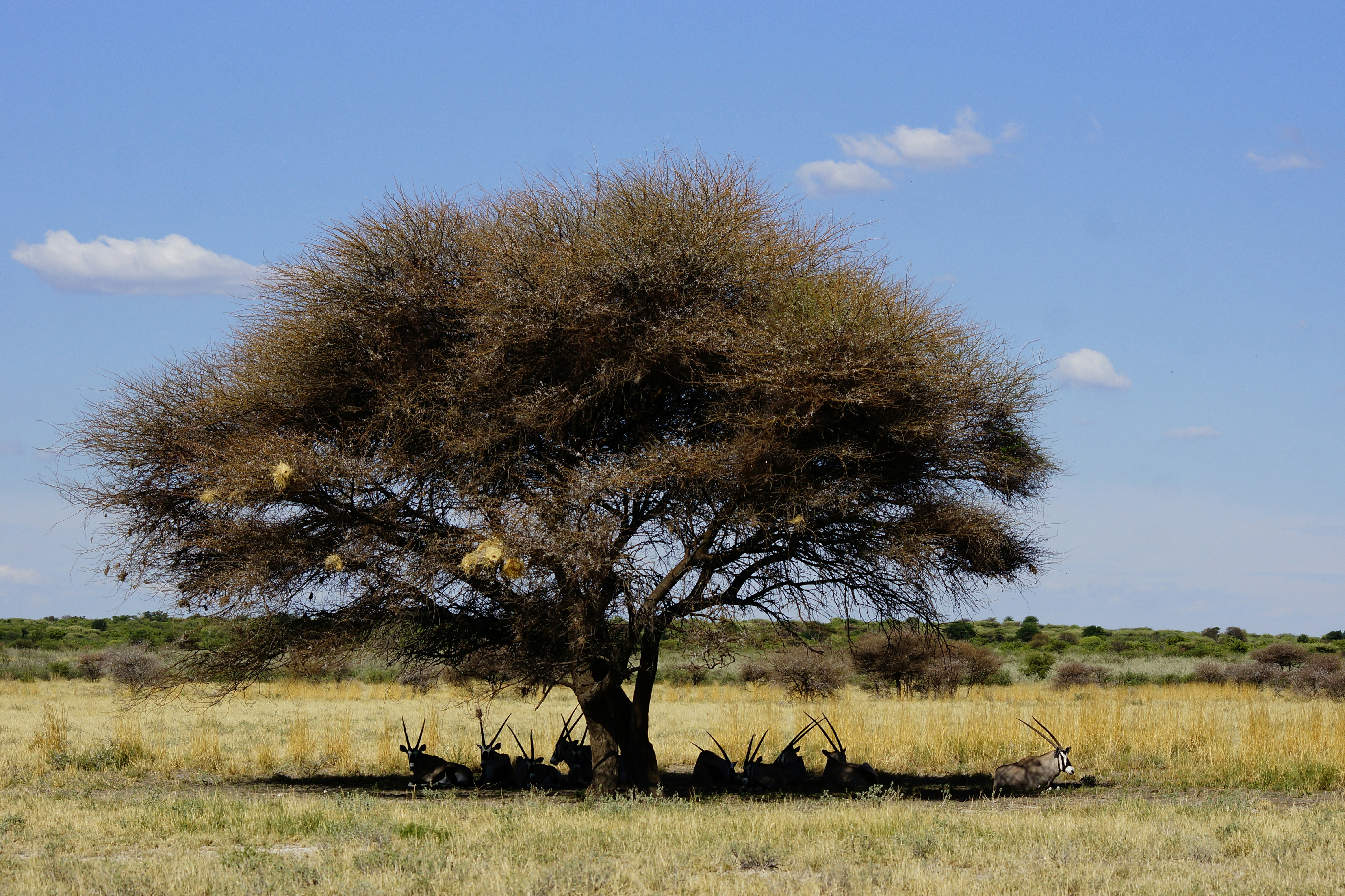 Maun – Transportation & Getting Around