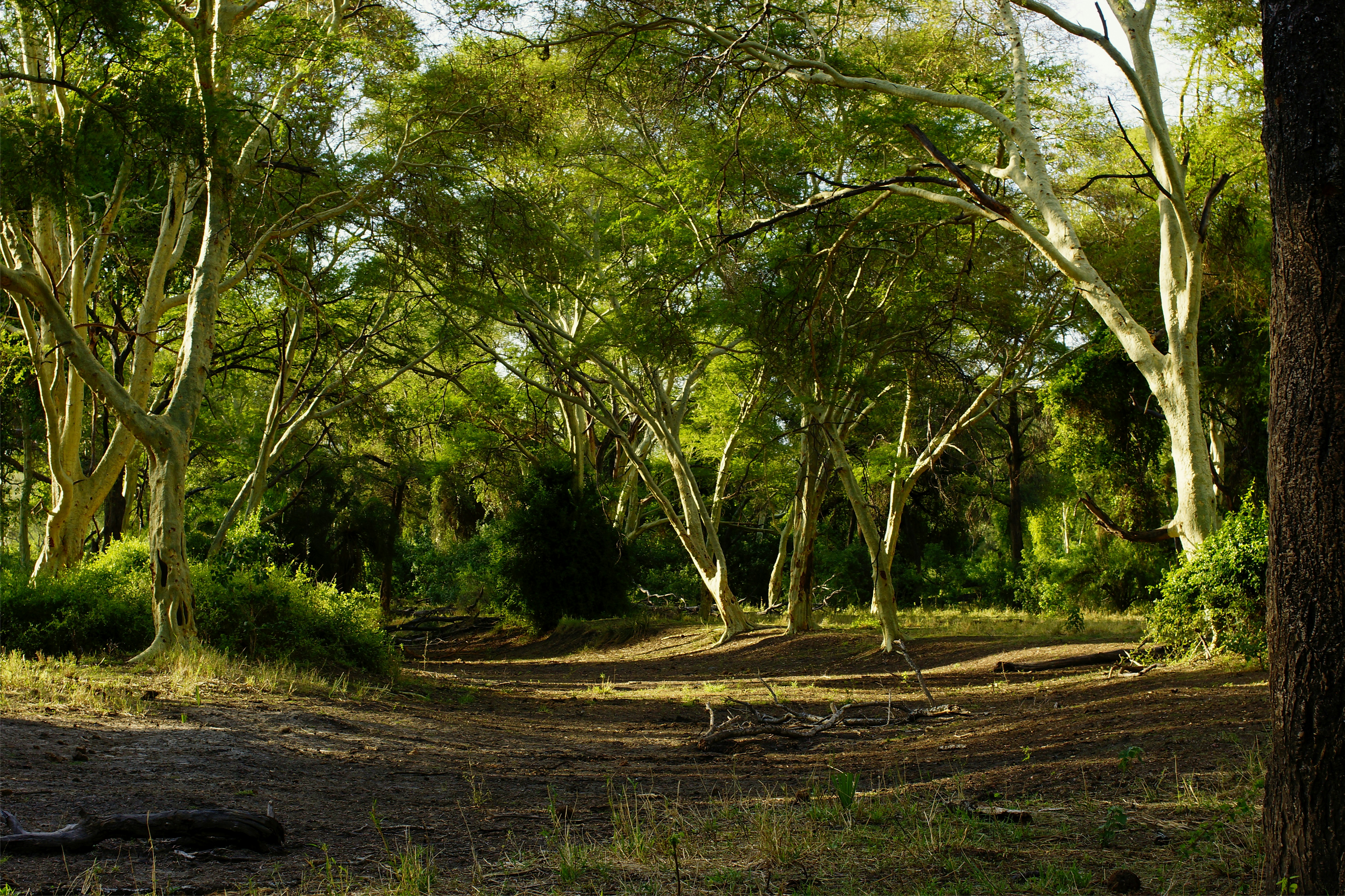 green trees on brown soil during daytime