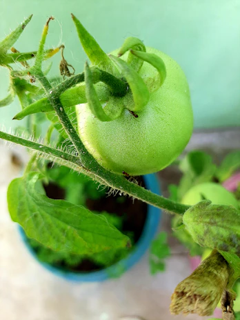 Scientists closely examining a tomato leaf under a microscope in a bright laboratory.
