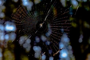 A spider web is centered in the image with intricate details visible in the strands, capturing the sunlight. The background is blurred, consisting of bokeh effects in blue and green hues, suggesting a natural, outdoor setting.