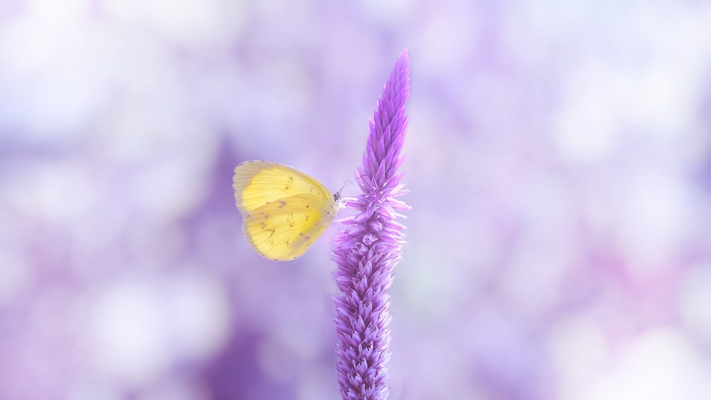 yellow butterfly perched on purple flower in close up photography during daytime