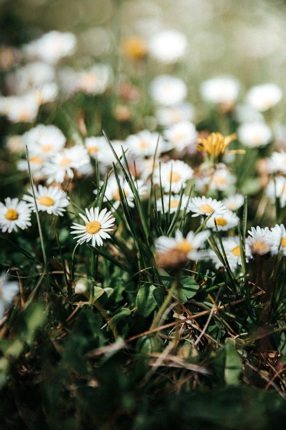 white daisies in bloom during daytime