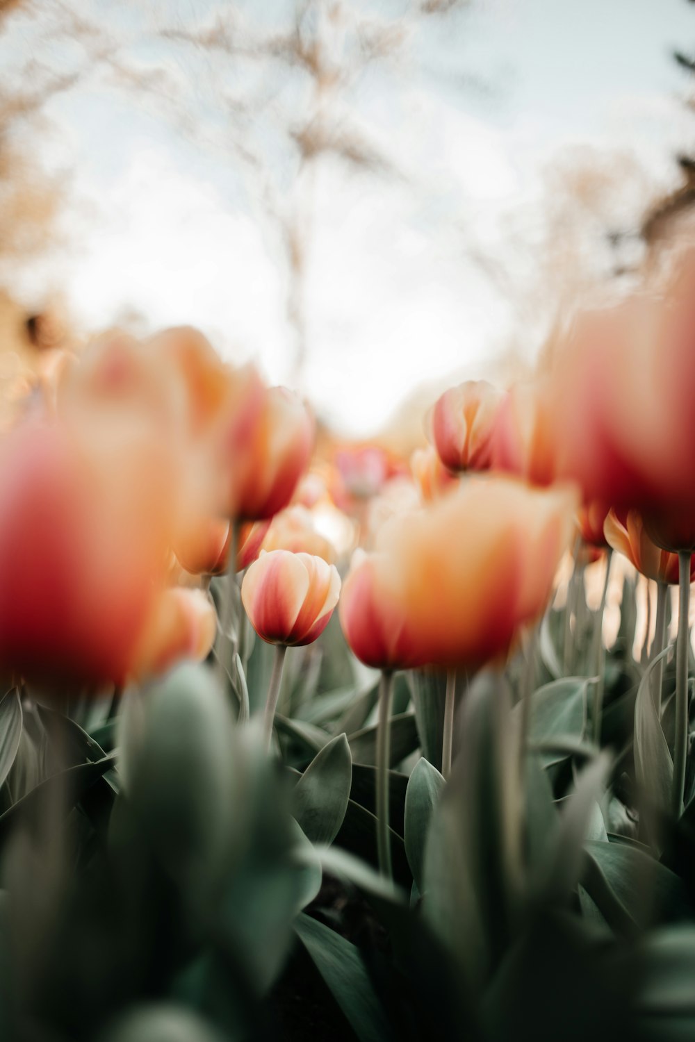 tulipani rossi in fiore durante il giorno