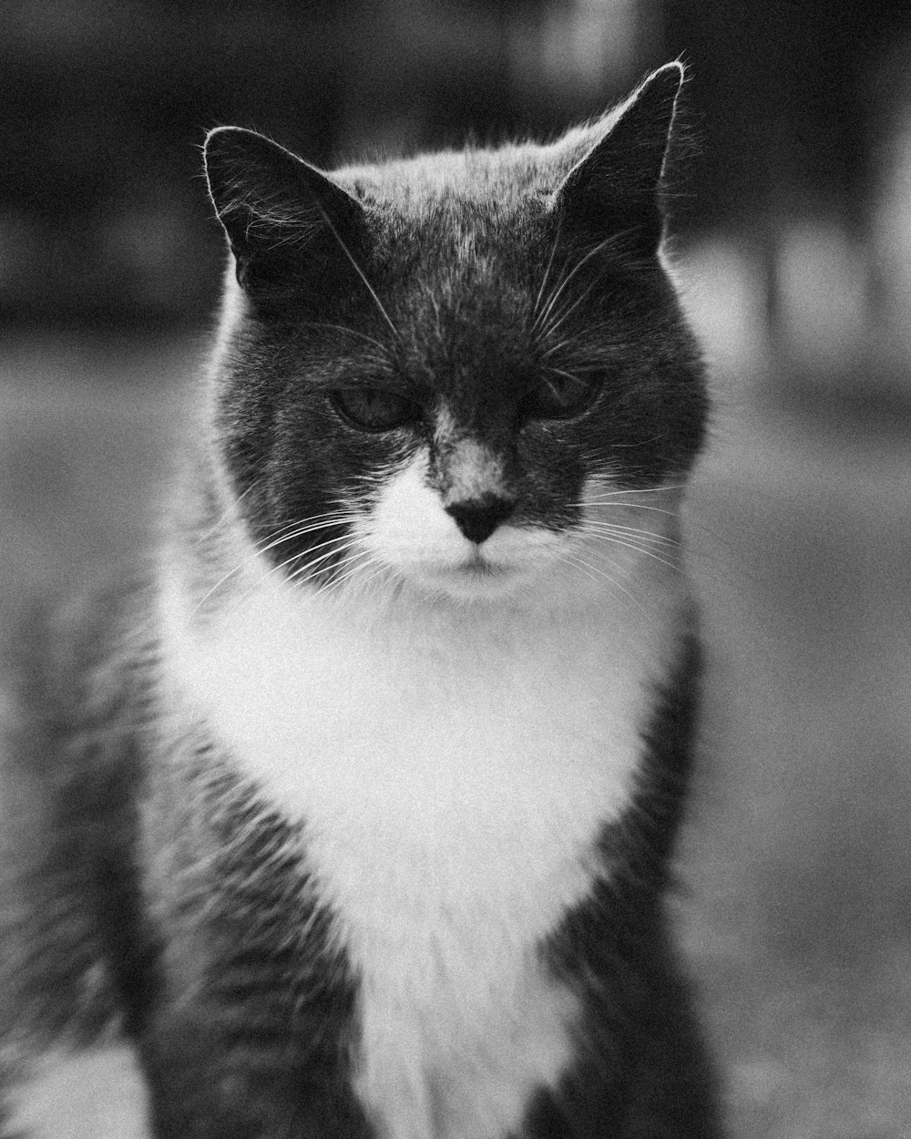 grayscale photo of tuxedo cat