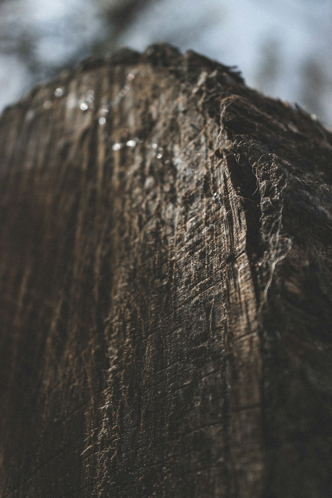 water droplets on brown tree trunk