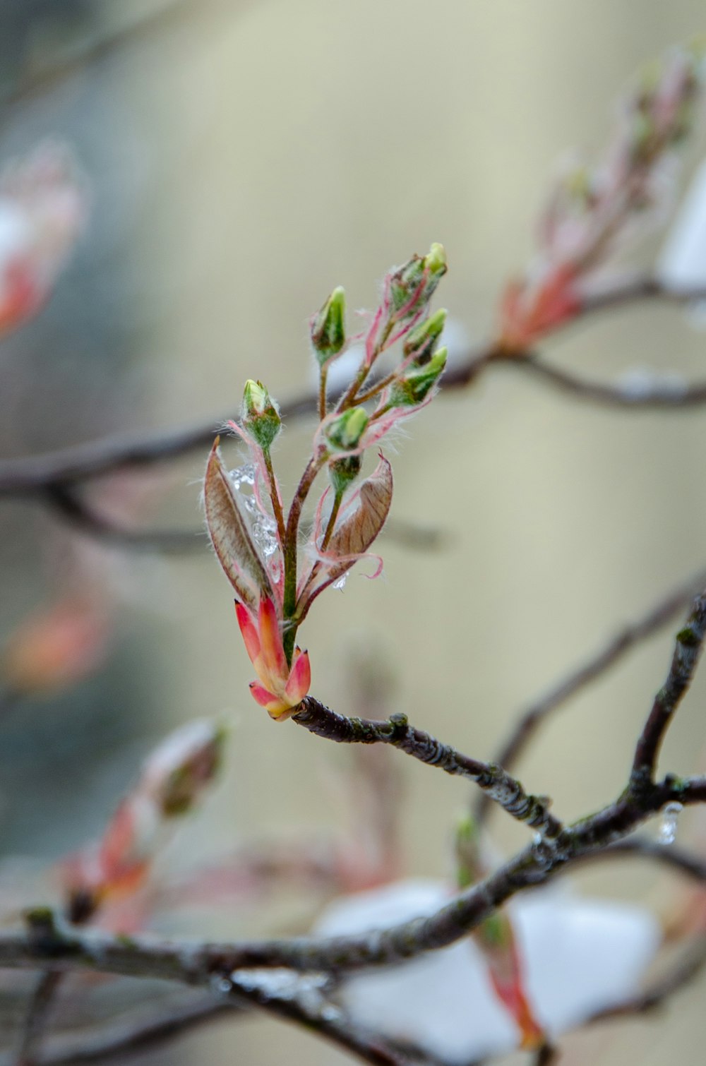 pink and green flower buds in tilt shift lens